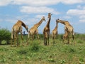 Giraffes at HluhluweÃ¢â¬âImfolozi Park, South Africa